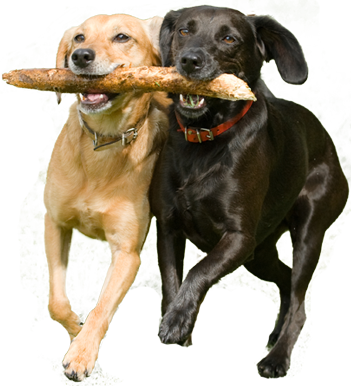 Partners